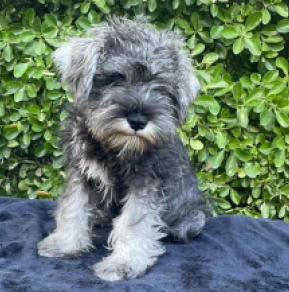 Perros Schnauzer Miniatura en venta