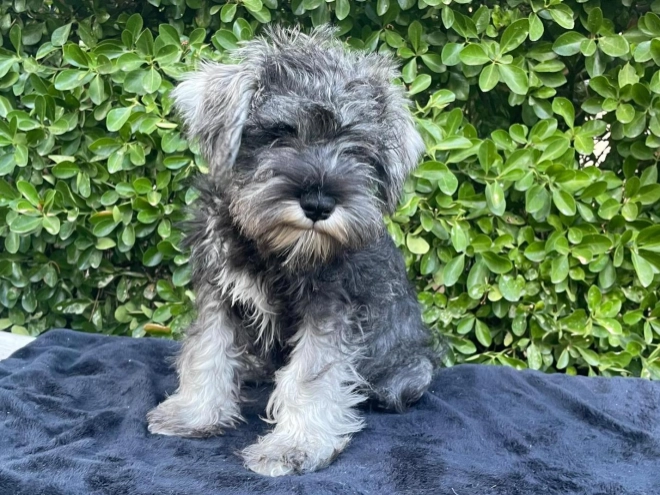 Perros Schnauzer Miniatura en venta