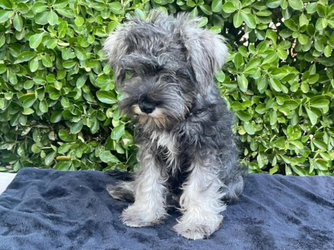 Perros Schnauzer Miniatura en venta