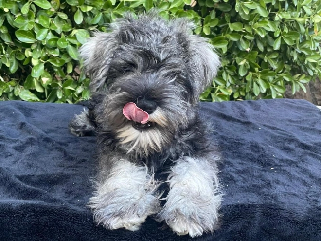 Perros Schnauzer Miniatura en venta