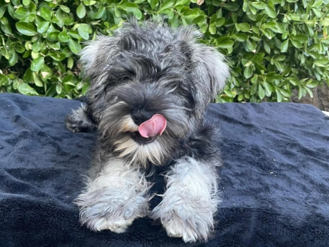 Perros Schnauzer Miniatura en venta