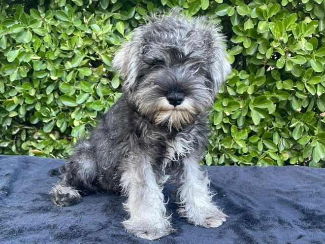 Perros Schnauzer Miniatura en venta
