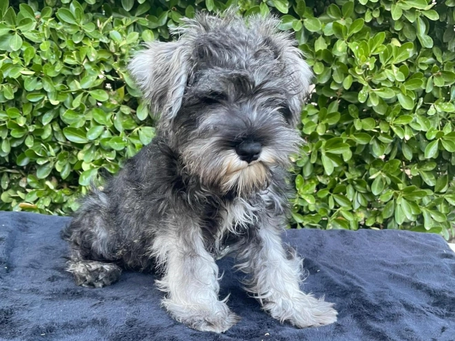 Perros Schnauzer Miniatura en venta
