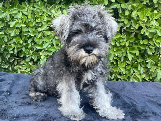 Perros Schnauzer Miniatura en venta