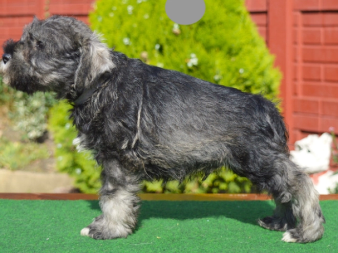 Zwergschnauzer Welpe kaufen