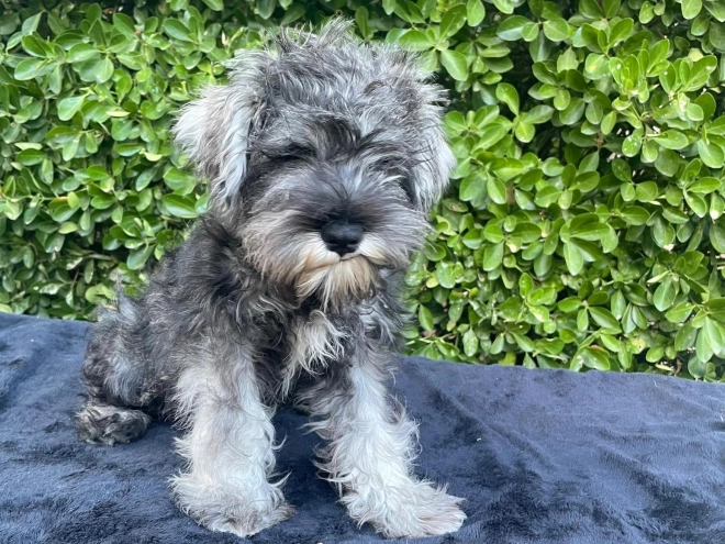 Perros Schnauzer Miniatura en venta