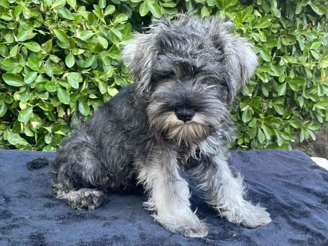 Perros Schnauzer Miniatura en venta