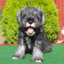 Pipsqueak, salt and pepper Schnauzer Miniatura en venta