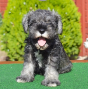 Miniature Schnauzer puppy for sale