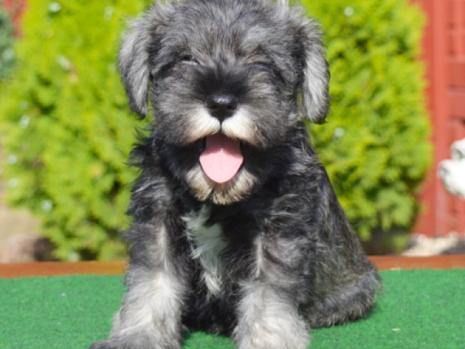 Zwergschnauzer Welpe kaufen