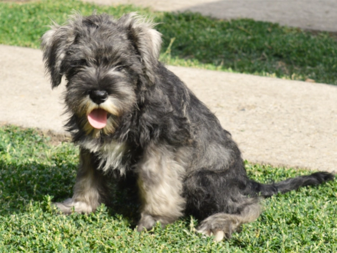 Perros Schnauzer Miniatura en venta