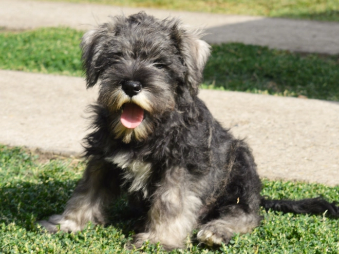 Perros Schnauzer Miniatura en venta