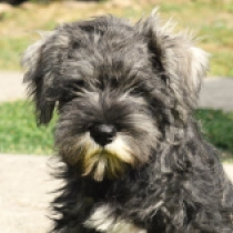 Pipsqueak, salt and pepper Zwergschnauzer Welpen kaufen