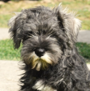 Zwergschnauzer Welpe kaufen