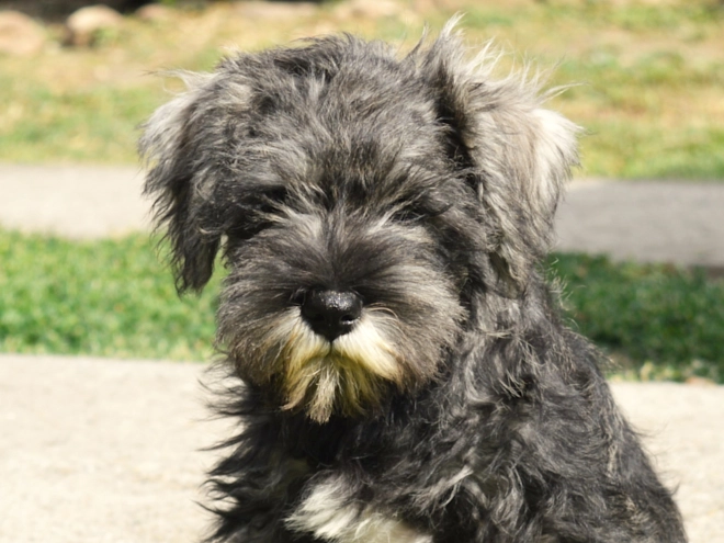 Perros Schnauzer Miniatura en venta