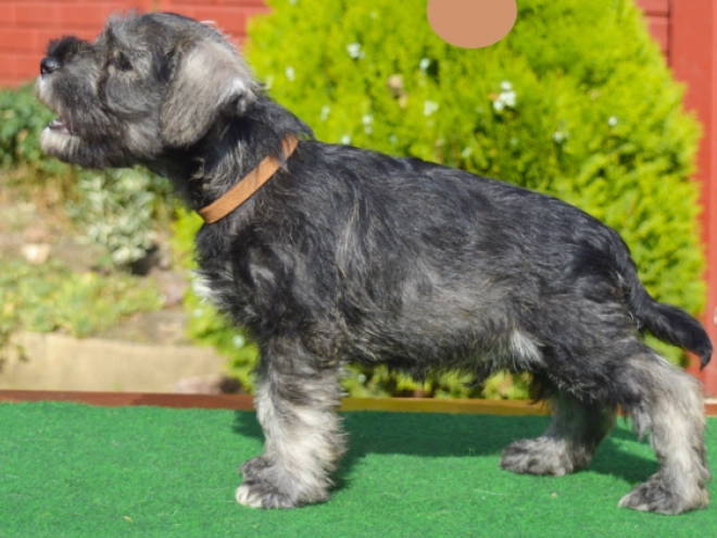 Miniature Schnauzer puppy for sale