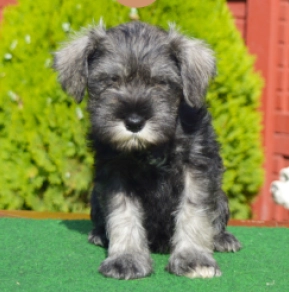 Miniature Schnauzer puppy for sale
