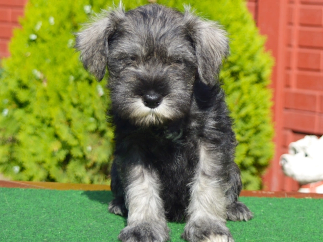 Miniature Schnauzer puppy for sale