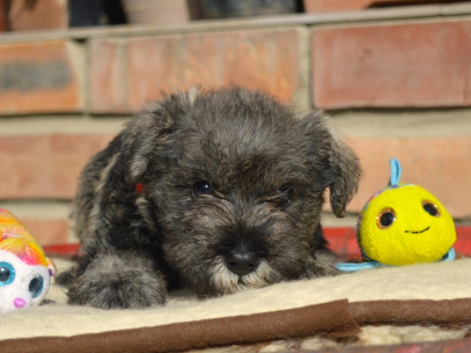 Miniature Schnauzer puppy for sale