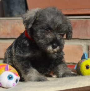 Miniature Schnauzer puppy for sale
