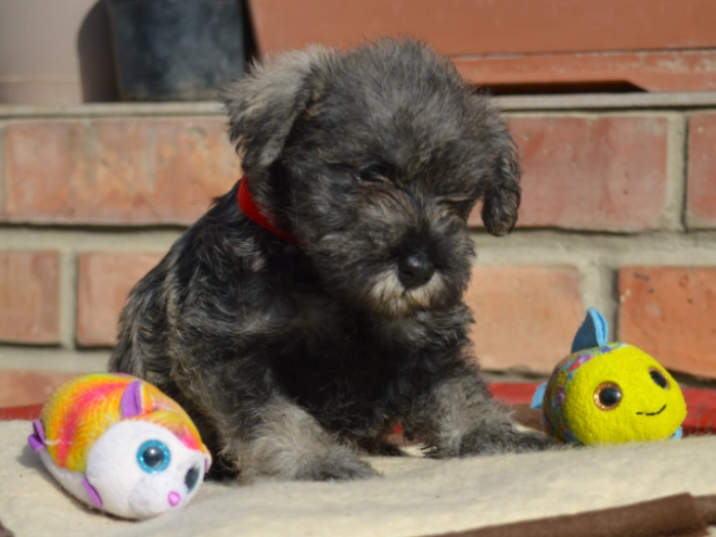 Miniature Schnauzer puppy for sale