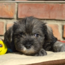 Thunderbird, salt and pepper Schnauzer Miniatura en venta