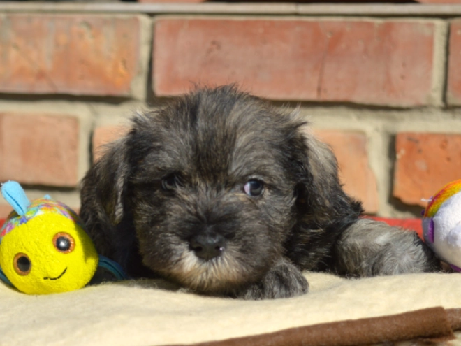 Miniature Schnauzer puppy for sale