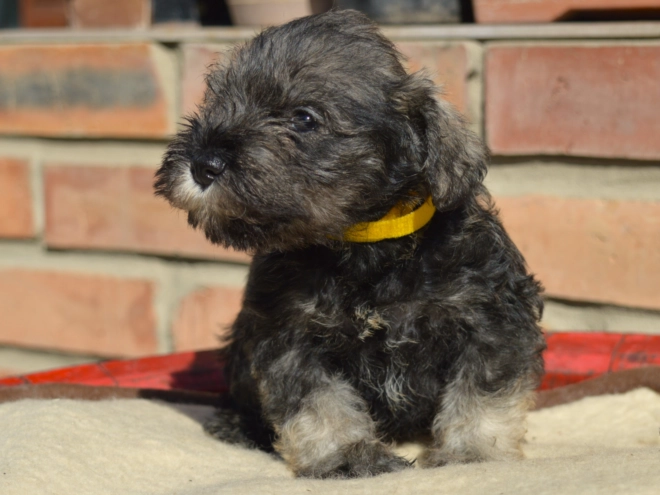 Miniature Schnauzer puppy for sale