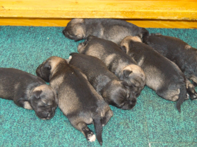 Miniature Schnauzer puppy for sale