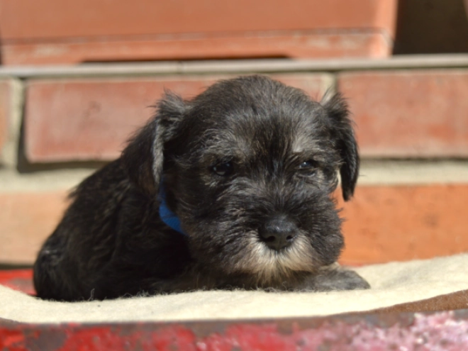 Miniature Schnauzer puppy for sale