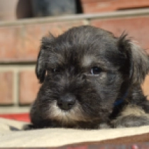 Lucky, salt and pepper Schnauzer Miniatura en venta