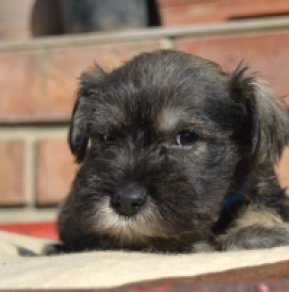 Miniature Schnauzer puppy for sale