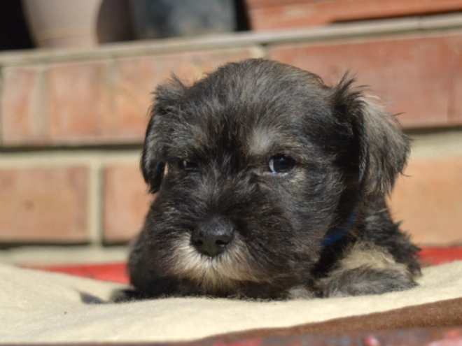 Miniature Schnauzer puppy for sale