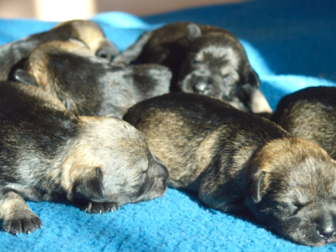 Miniature Schnauzer puppy for sale
