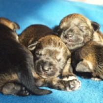 Promising litter, salt and pepper Miniature Schnauzer for sale