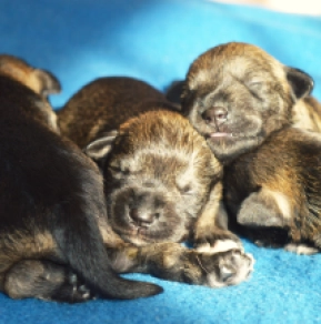 Miniature Schnauzer puppy for sale