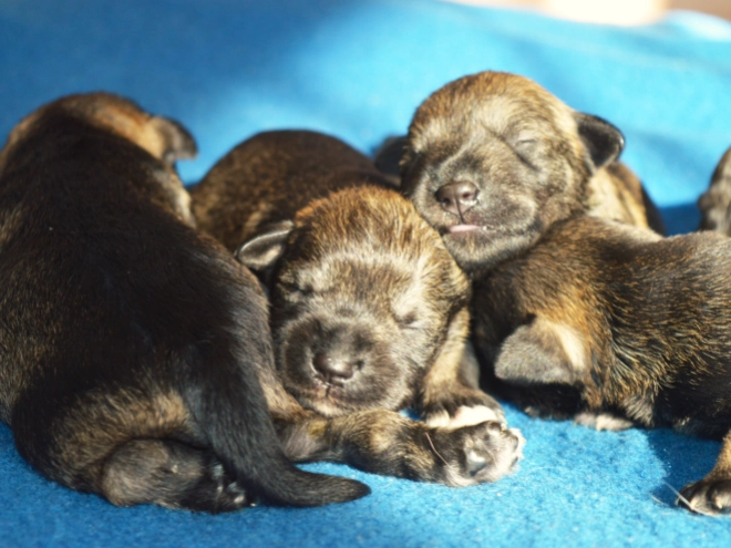 Miniature Schnauzer puppy for sale