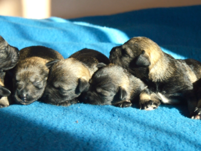 Miniature Schnauzer puppy for sale