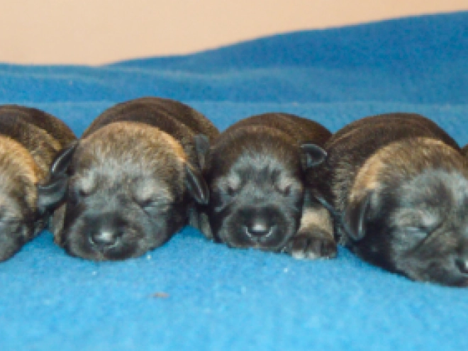 Miniature Schnauzer puppy for sale