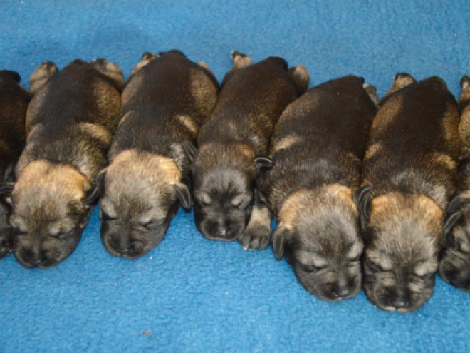 Miniature Schnauzer puppy for sale