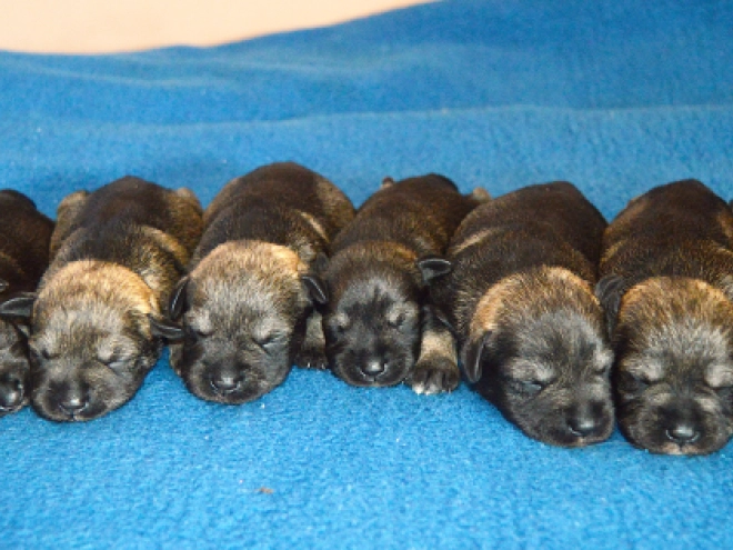 Miniature Schnauzer puppy for sale
