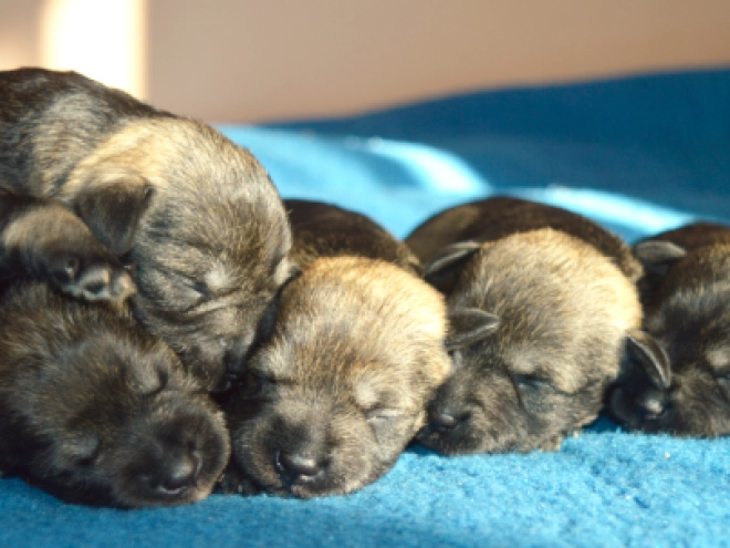 Miniature Schnauzer puppy for sale