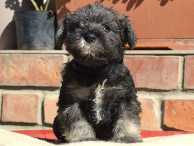 Miniature Schnauzer puppy for sale