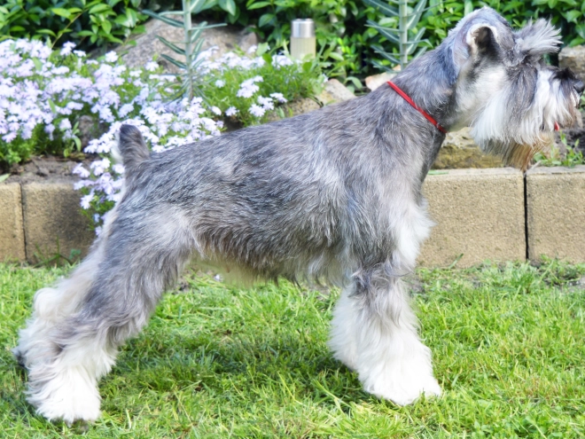 Miniature Schnauzer puppy for sale