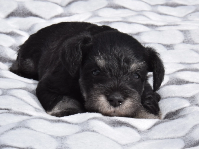 Miniature Schnauzer puppy for sale