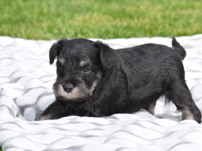 Miniature Schnauzer puppy for sale
