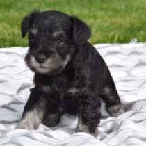 Pipsqueak, black and silver Miniature Schnauzer for sale