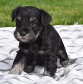 Zwergschnauzer Welpe kaufen