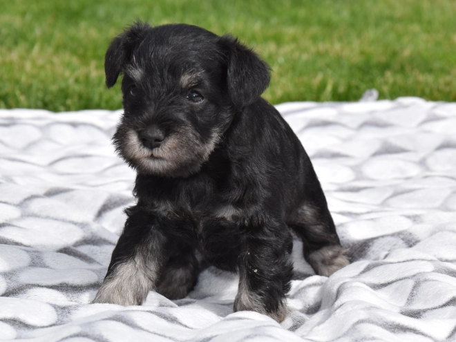 Miniature Schnauzer puppy for sale