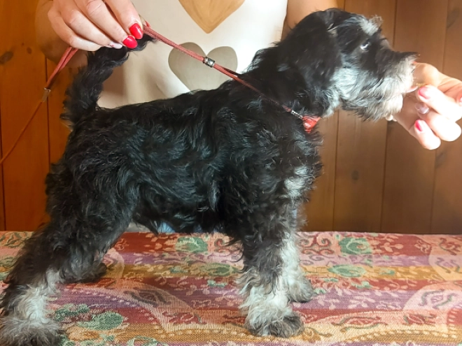 Miniature Schnauzer puppy for sale